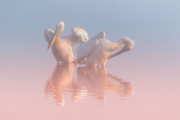 Rublina, Natalia 아티스트의 Two Pelicans작품입니다.