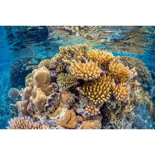 Gabriel, Barathieu 아티스트의 Reef of Mayotte작품입니다.