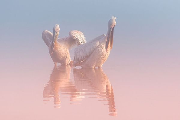 Rublina, Natalia 아티스트의 Two Pelicans작품입니다.