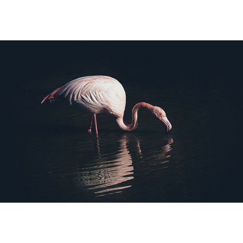 Tagliarino, Marco 아티스트의 Enlighted Flamingo작품입니다.