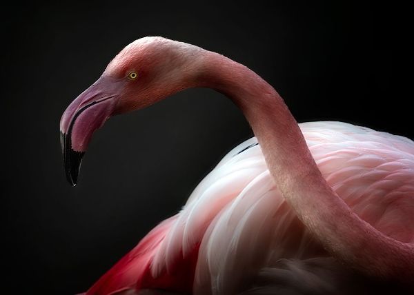 Pascual Buye, Santiago 아티스트의 Flamingo Portrait작품입니다.
