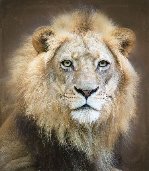 D Lester, Linda 아티스트의 Portrait Of A Young Male Lion작품입니다.