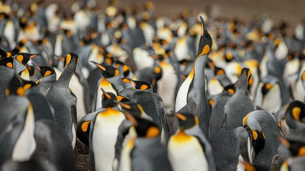 Gil Raga, Joan 아티스트의 King penguin colony작품입니다.