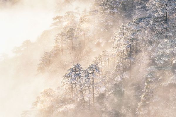 Cui, Yuan 아티스트의 Pinus taiwanensis in the clouds.작품입니다.