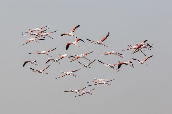 Rublina, Natalia 아티스트의 Greater Flamingos In Flight작품입니다.