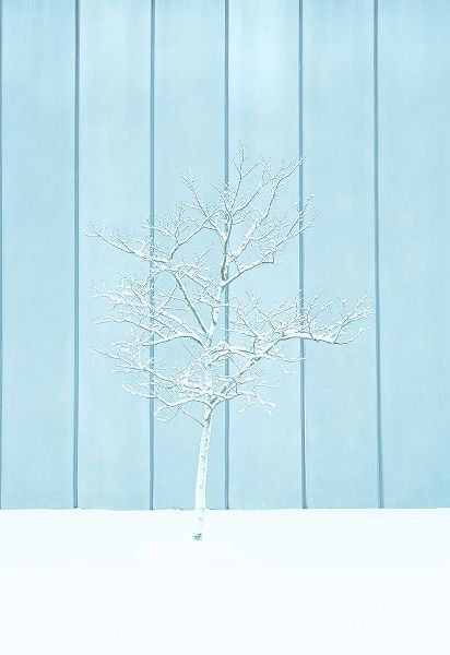Liu, Yanny 아티스트의 A lonely Snow Tree작품입니다.