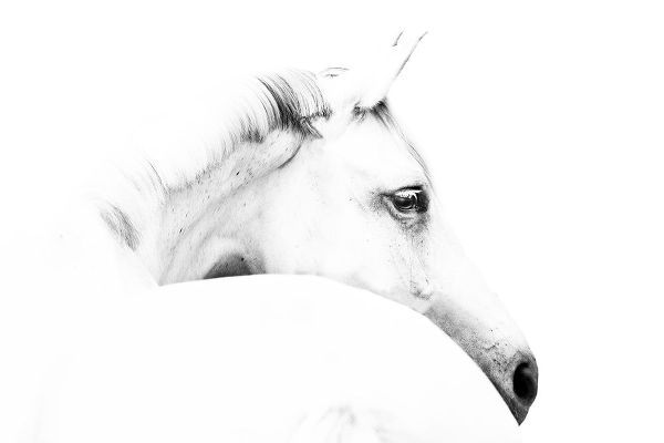 Leinemann, Ulrike 아티스트의 horse and minimalism작품입니다.