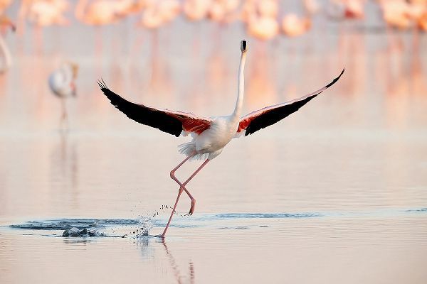 Gil Raga, Joan 아티스트의 Flamingo Dancing작품입니다.