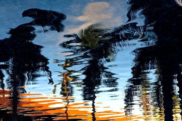Mossholder, Tim 아티스트의 Palm Reflections작품입니다.