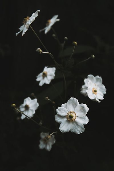 Mossholder, Tim 아티스트의 White Flowers작품입니다.