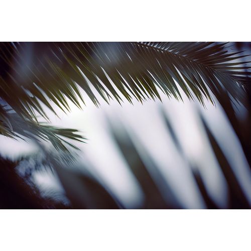 Mossholder, Tim 아티스트의 Palm Branches작품입니다.
