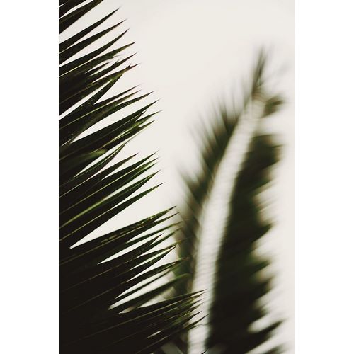 Mossholder, Tim 아티스트의 Palm Branches작품입니다.