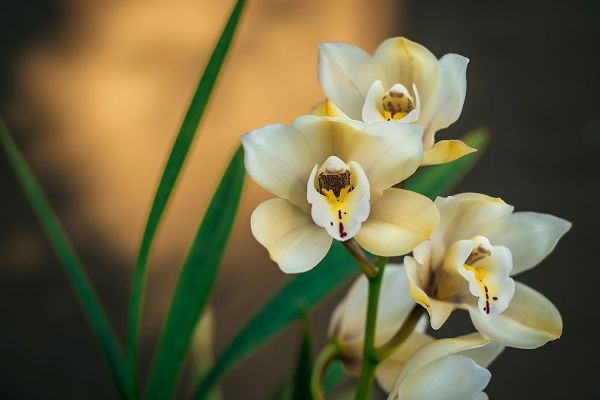 Mossholder, Tim 아티스트의 White Orchids작품입니다.