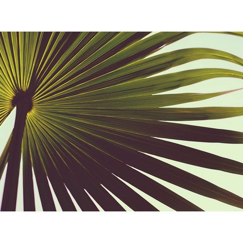 Mossholder, Tim 아티스트의 Palm Textures작품입니다.