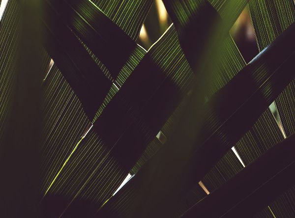 Mossholder, Tim 아티스트의 Palm Textures작품입니다.