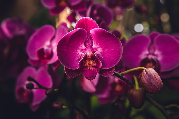 Mossholder, Tim 아티스트의 Hot Pink Orchid작품입니다.