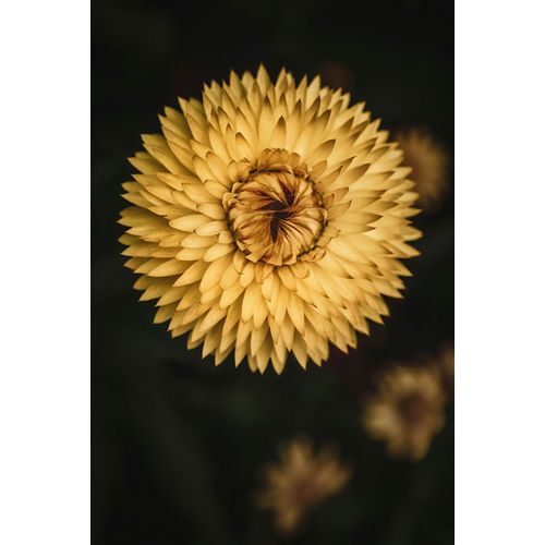 Mossholder, Tim 아티스트의 Yellow Floral Texture작품입니다.