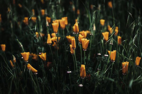 Mossholder, Tim 아티스트의 Golden Poppies작품입니다.