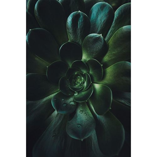 Mossholder, Tim 아티스트의 Succulent작품입니다.