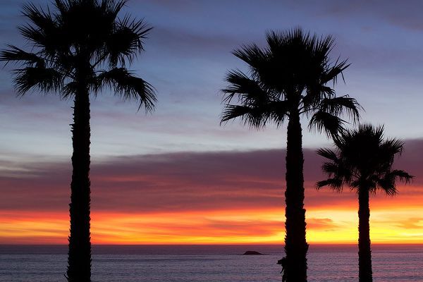Mossholder, Tim 아티스트의 Palms at Sunset작품입니다.