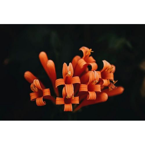 Mossholder, Tim 아티스트의 Orange Flowers작품입니다.