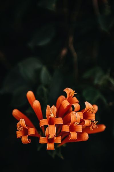 Mossholder, Tim 아티스트의 Orange Flowers작품입니다.