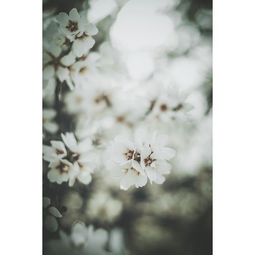 Mossholder, Tim 아티스트의 Almond Blossoms작품입니다.