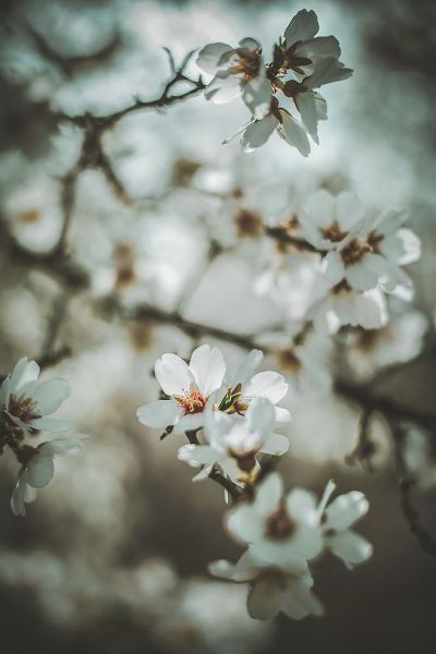 Mossholder, Tim 아티스트의 Almond Blossoms작품입니다.
