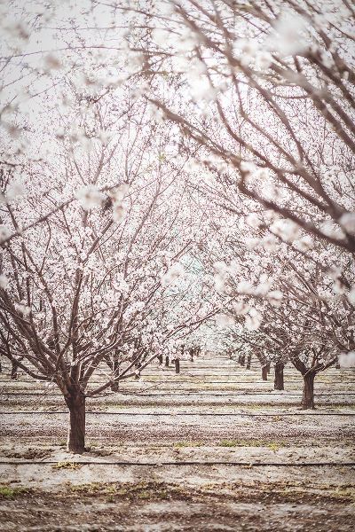 Mossholder, Tim 아티스트의 Almond Orchard작품입니다.