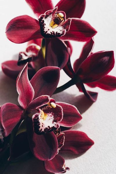 Sawall, Anastasia 아티스트의 Delicate Orchid작품입니다.
