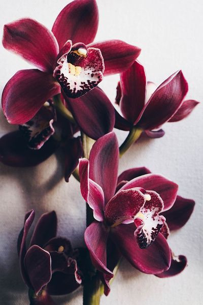 Sawall, Anastasia 아티스트의 Red Cymbidium Orchid작품입니다.