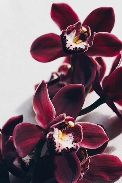 Sawall, Anastasia 아티스트의 Velvet Orchid작품입니다.