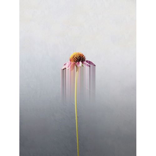 Cederberg, Marcus 아티스트의 Single flower작품입니다.