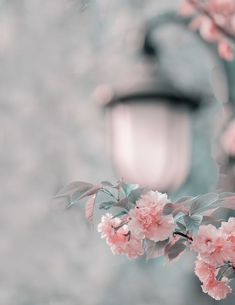 Liu, Betty 아티스트의 Cherry Blossom Under Street Lamp작품입니다.