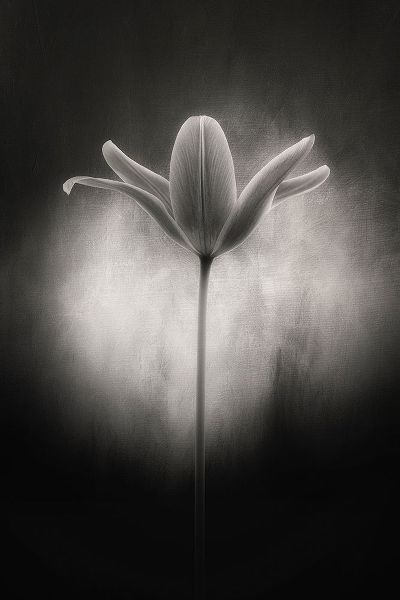 Gronkjar, Lotte 아티스트의 Tulip in black and white작품입니다.