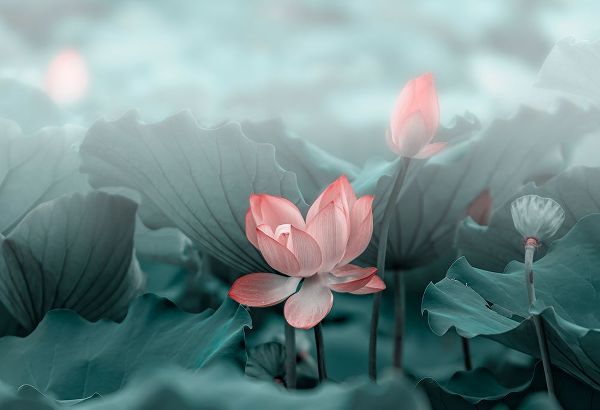 Liu, Betty 아티스트의 Lotus Flower and Bud작품입니다.