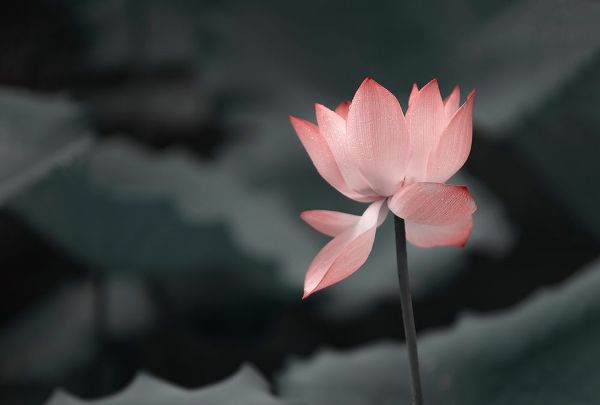 Liu, Betty 아티스트의 Lotus Flower작품입니다.