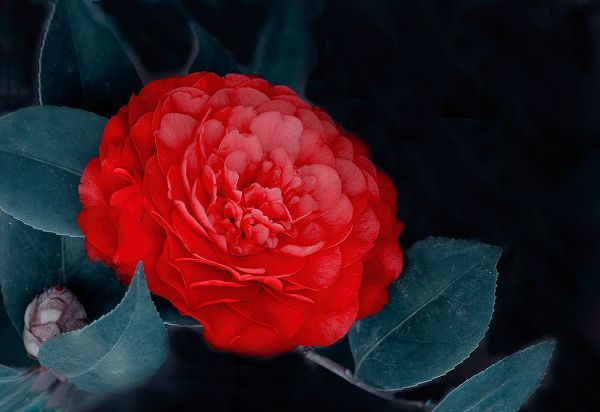 Liu, Betty 아티스트의 Red Camellia Flower작품입니다.