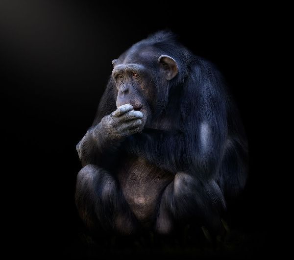 Garcia, Helena 아티스트의 chimpanzee작품입니다.