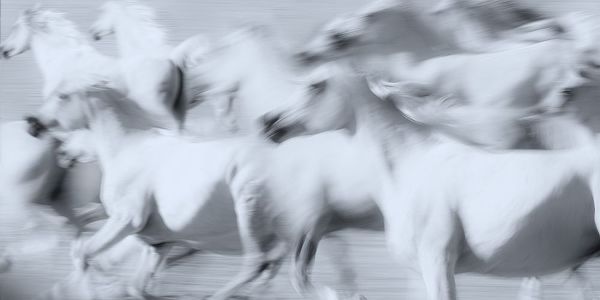 Leinemann, Ulrike 아티스트의 Herd of White Arabian Mares작품입니다.