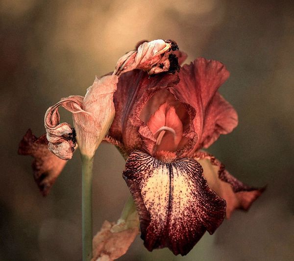 Wechsler, Robin 아티스트의 An Iris In Spring작품입니다.