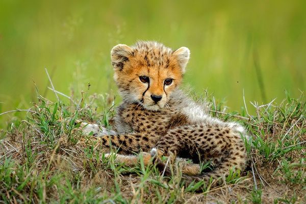 Roshkumar 아티스트의 Cute Cheetah Cub...작품입니다.