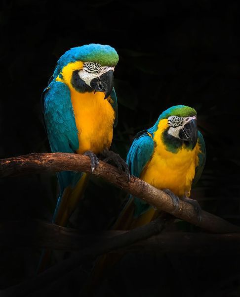 Bunjamin (Abe), Antonyus 아티스트의 Macaw Parrots작품입니다.