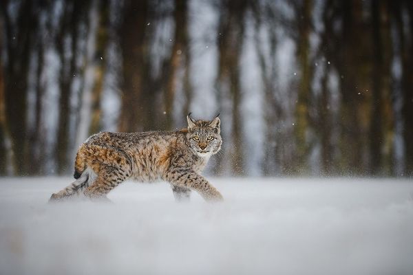 Rozehnal, Jan 아티스트의 The Eurasian Lynx (Lynx Lynx)작품입니다.