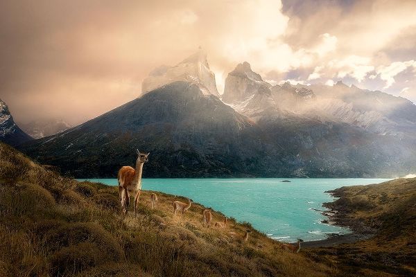 Zhang, Dennis 아티스트의 Alpaca at Torres del Paine II작품입니다.