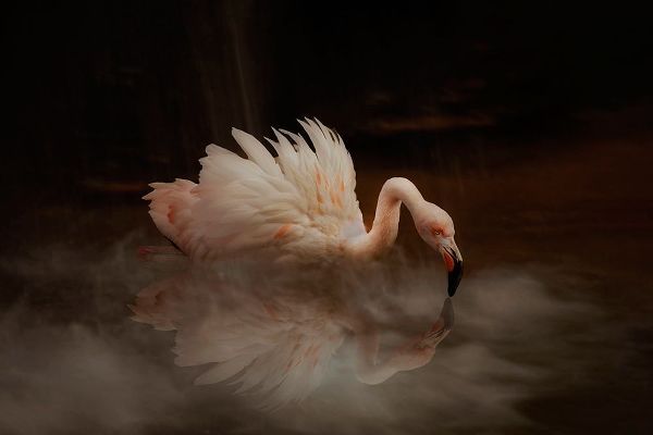 Wisniowska, Krystina 아티스트의 Flamingos Paradise작품입니다.