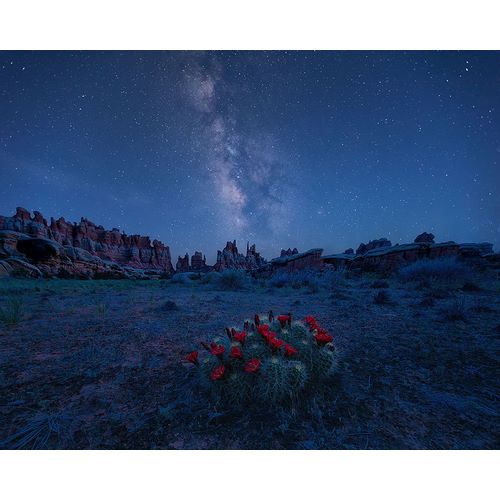 Xu, Mei 아티스트의 Milky Way Over Blooming Cactus In Needles District작품입니다.