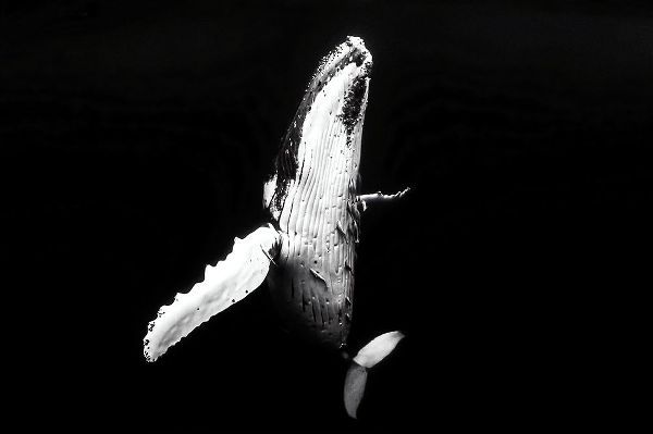 Melesan, Serge 아티스트의 Whale season작품입니다.