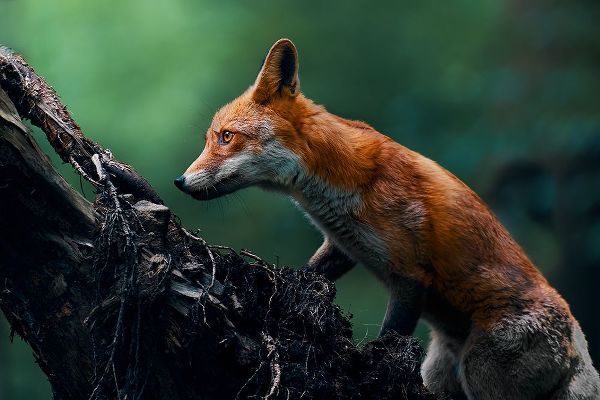 Furch, Lukas 아티스트의 Red fox on patrol작품입니다.