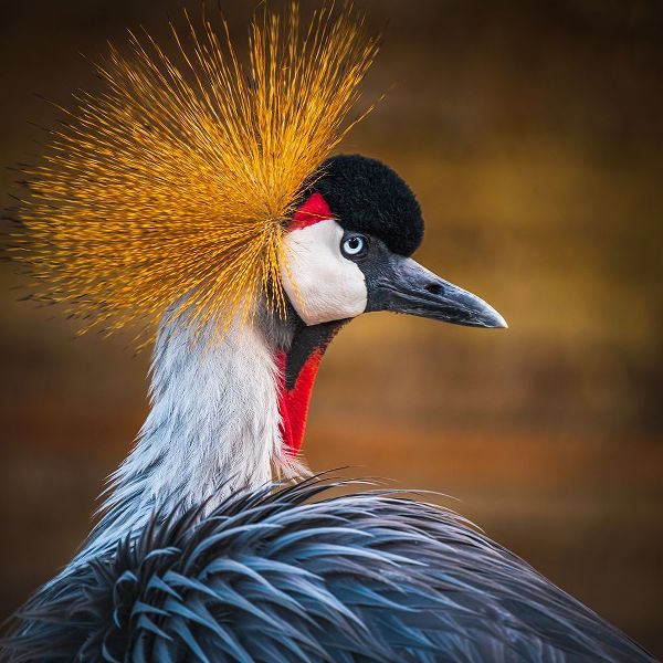 Elkahlawi, Ahmed 아티스트의 Black crowned crane작품입니다.